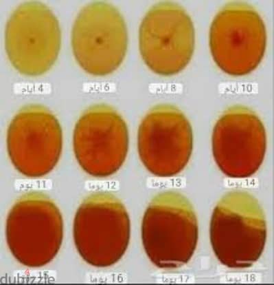 مطلوب بيض مخصب فراخ و بط و وز و حمام