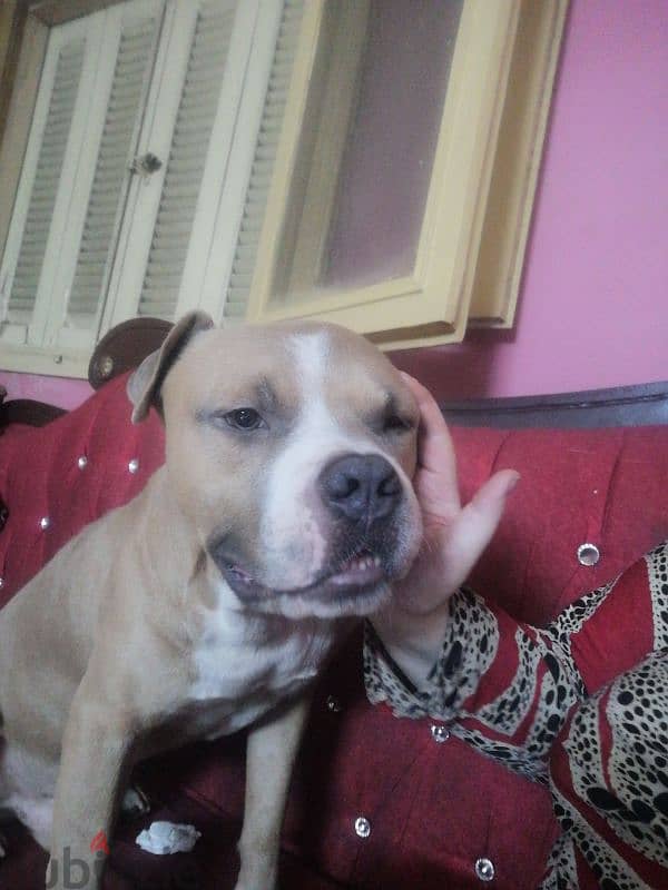 pitbull bully for sale 1