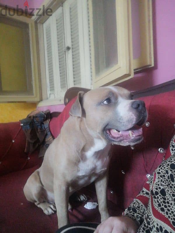 pitbull bully for sale 2