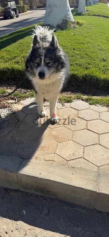 كلب  pure Alaskan malamute البيع