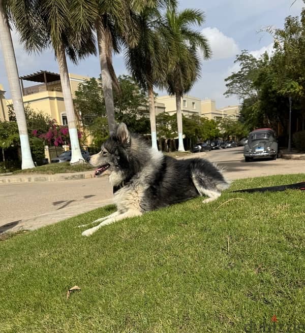 كلب  pure Alaskan malamute البيع 1