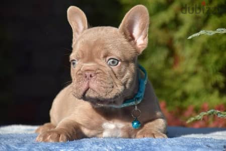 French Bulldog For Sale - Isabelle Color From Europe