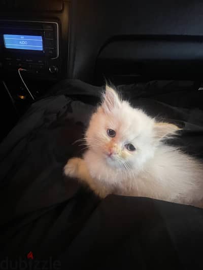 Snow is 1 month old and is a Himalayan kitten