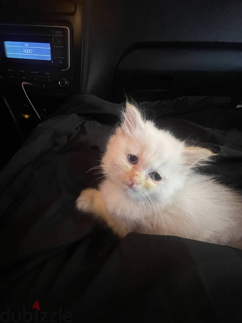 Snow is 2 months old and is a Himalayan kitten 0