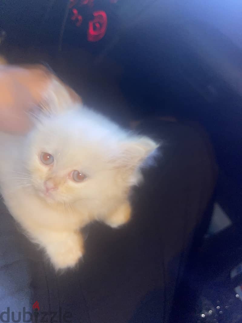 Snow is 2 months old and is a Himalayan kitten 1