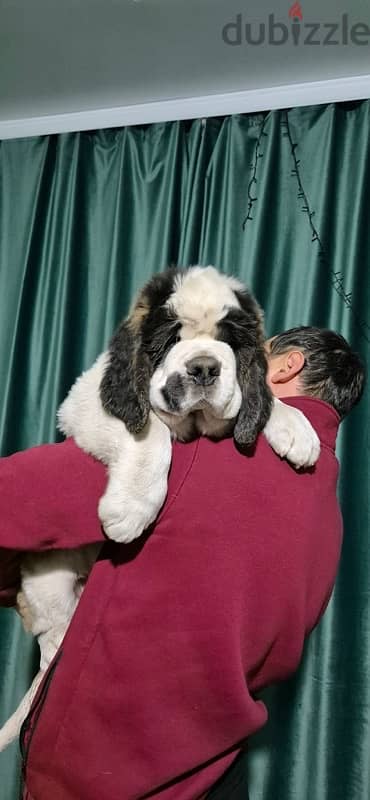 Saint Bernard Dog With Pedigree FCI From Europe