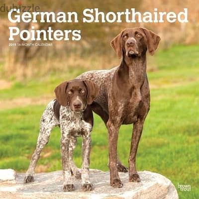 german shorthaired pointer