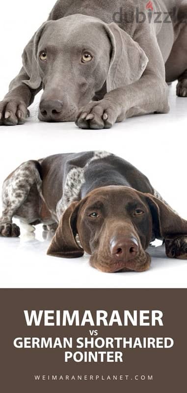 german shorthaired pointer 1