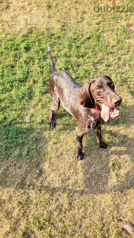 german shorthaired pointer 5