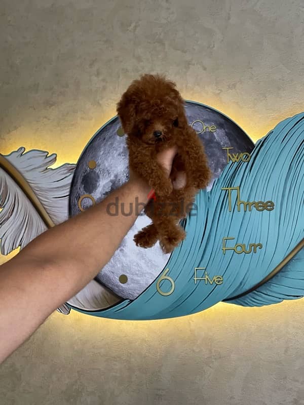 Boys &Girls toy poodle  ‏ 0