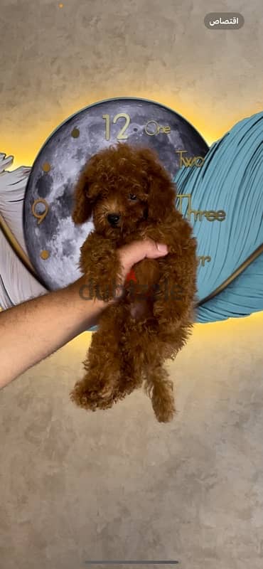 Boys &Girls toy poodle  ‏ 2