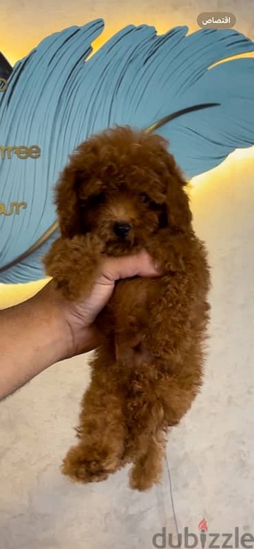 Boys &Girls toy poodle  ‏ 3