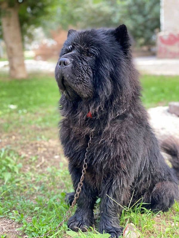 ذكر تشاو تشاو - chow chow male 0