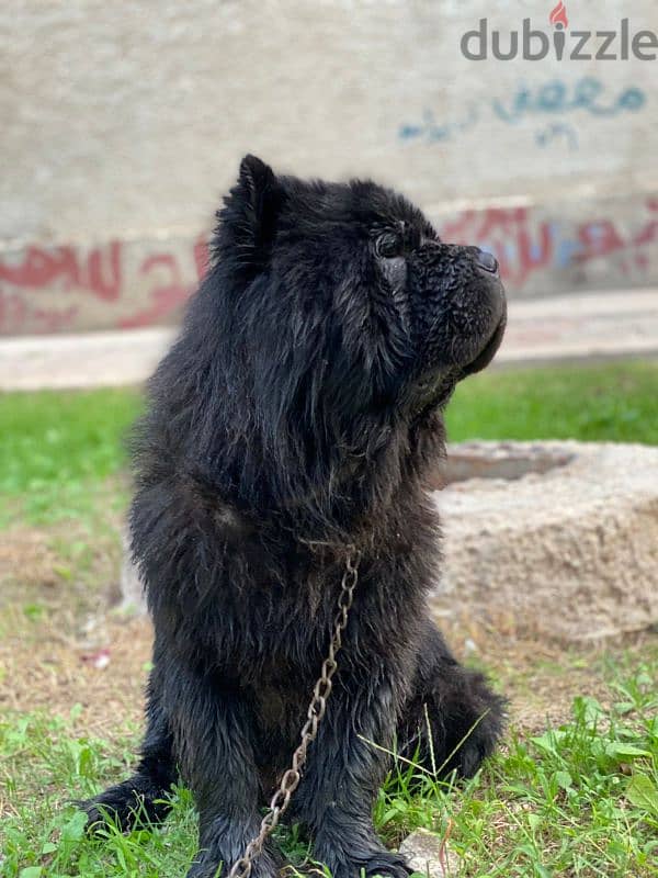 ذكر تشاو تشاو - chow chow male 1