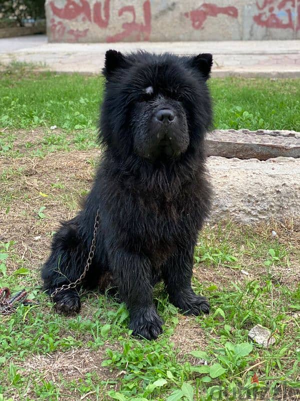 ذكر تشاو تشاو - chow chow male 2