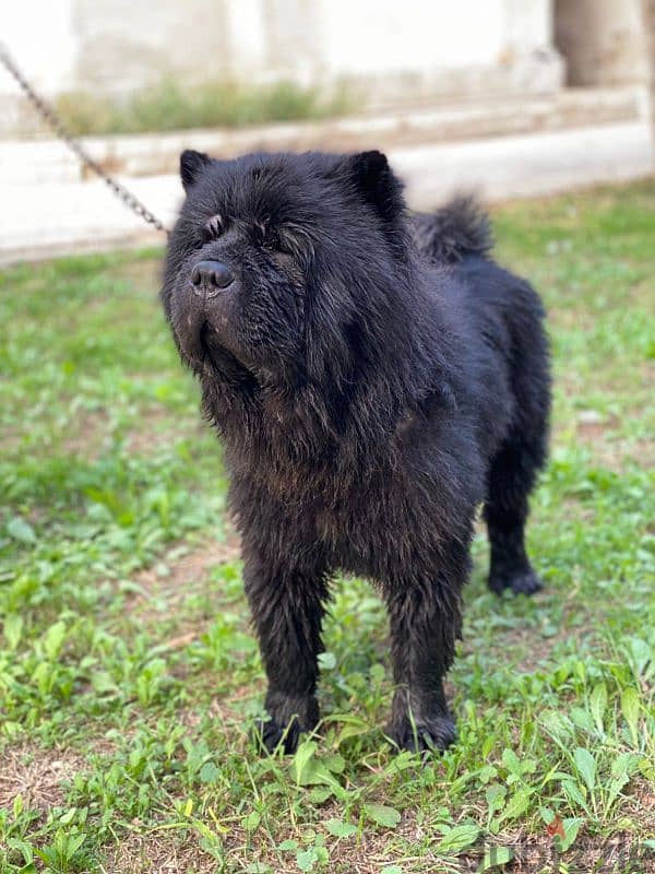 ذكر تشاو تشاو - chow chow male 3