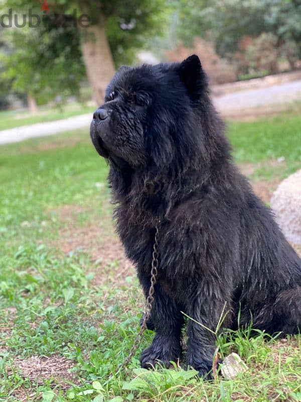 ذكر تشاو تشاو - chow chow male 4