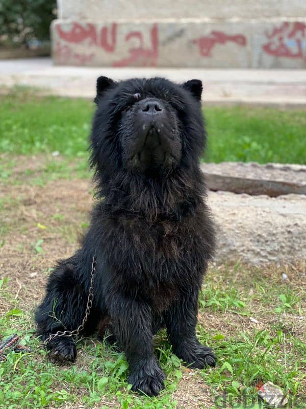 ذكر تشاو تشاو - chow chow male 5