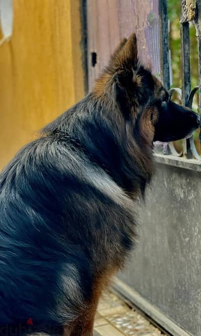 كلاب ولد جيرمان شولاين للبيع German Shepherd for sale