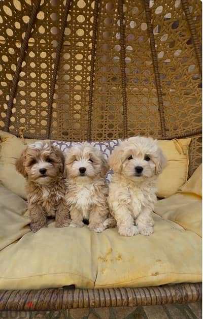 cavapoo puppies , premium quality