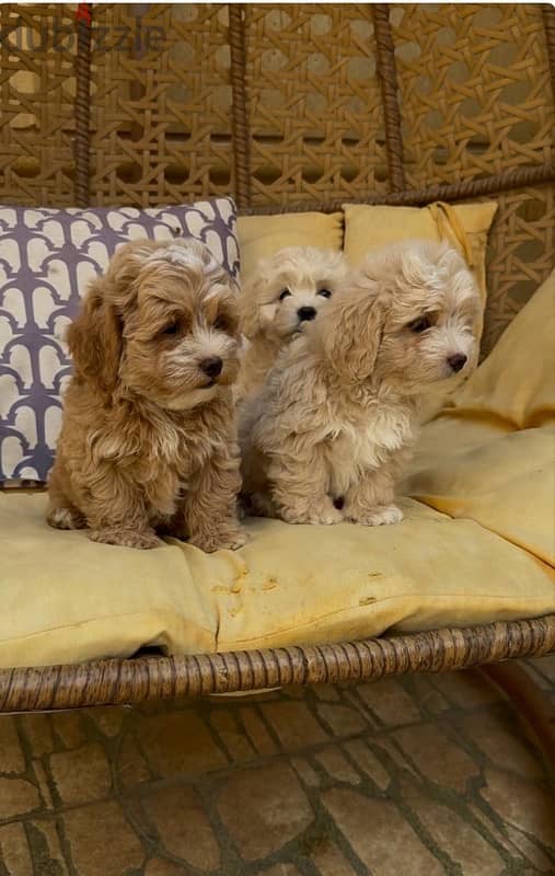 cavapoo puppies , premium quality 1