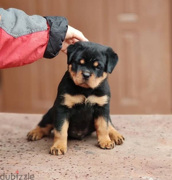 imported rottweiler puppies , champion bloodline 0