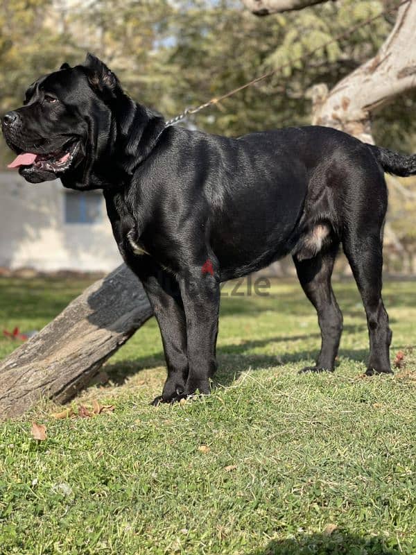 Cane Corso For Mating 3