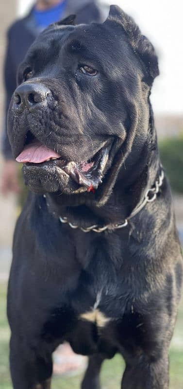 Cane Corso For Mating 4