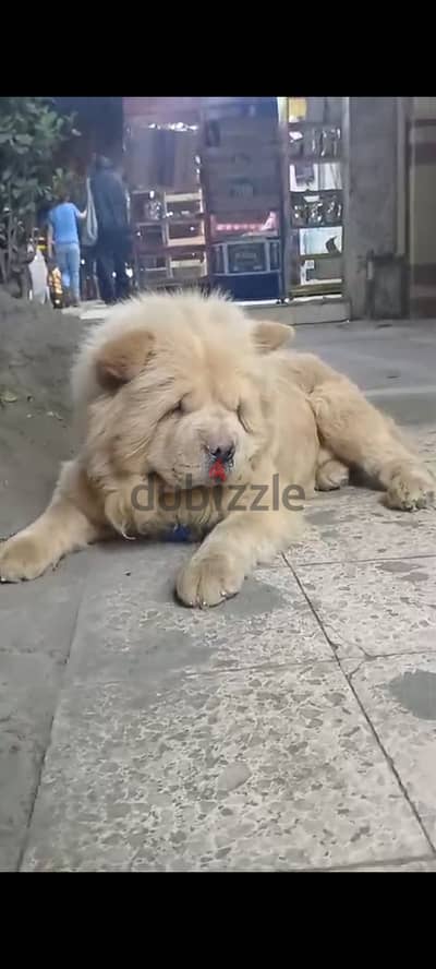 Chow chow dog has one and half year