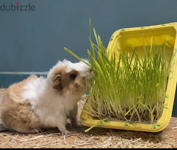 guinea pigs 1