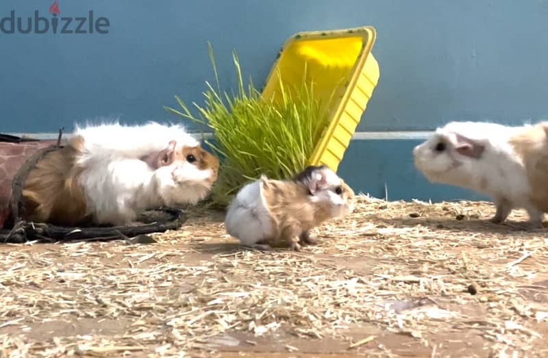 guinea pigs 2