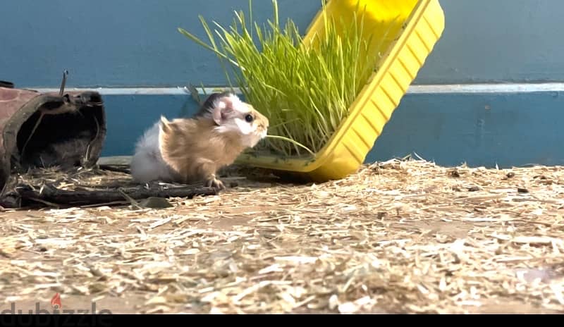 guinea pigs 3