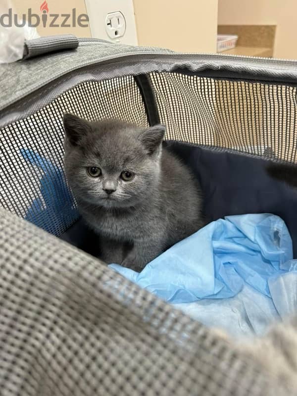 Pure Scottish Fold kitten سكوتش فولد 0