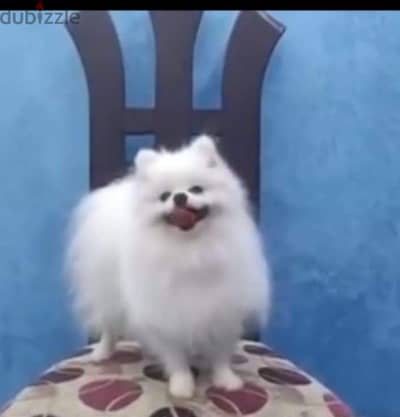 Pomeranian   ((( Teacup )))  Available Now in Egypt