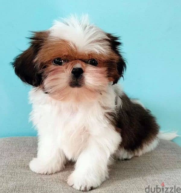 purebred shih tzu female female from Russia 0