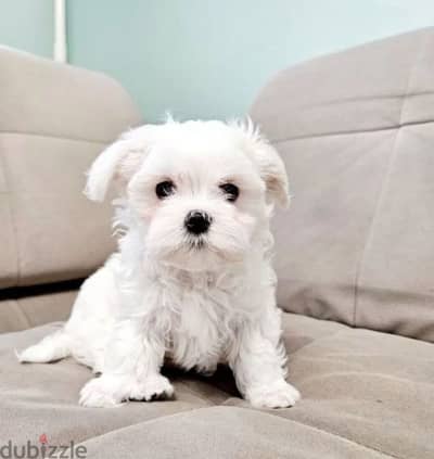 Maltese puppy boy from Russia