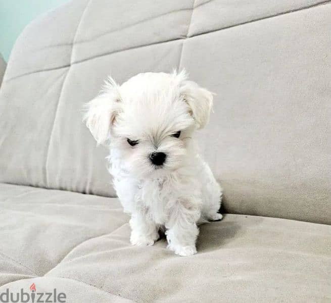 Maltese puppy boy from Russia 3