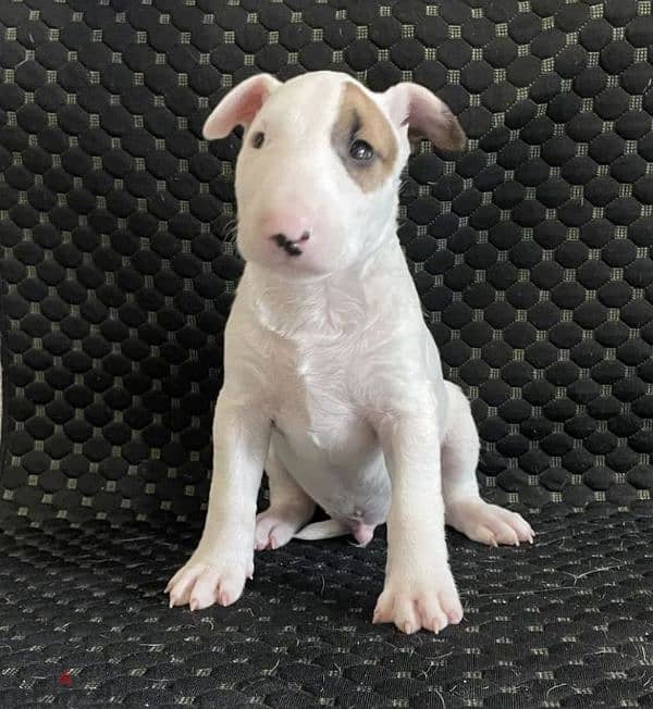 Standard bull terrier puppy boy from Russia 0