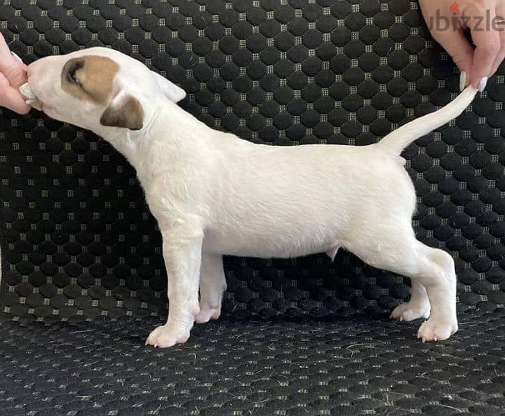 Standard bull terrier puppy boy from Russia 1