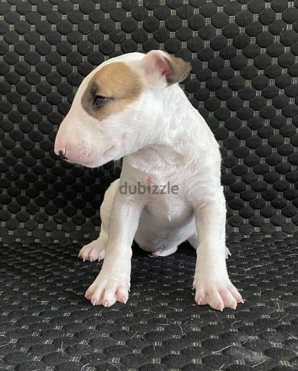 Standard bull terrier puppy boy from Russia 2