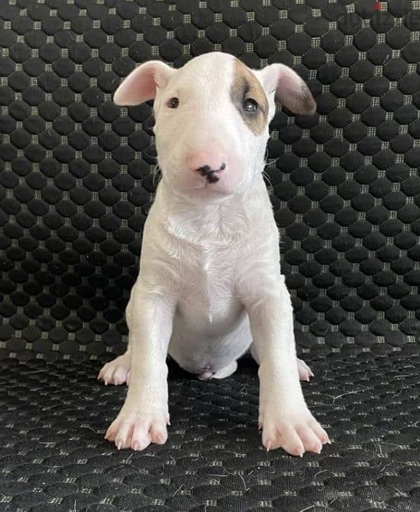 Standard bull terrier puppy boy from Russia 3