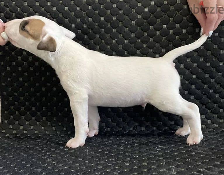 Standard bull terrier puppy boy from Russia 4