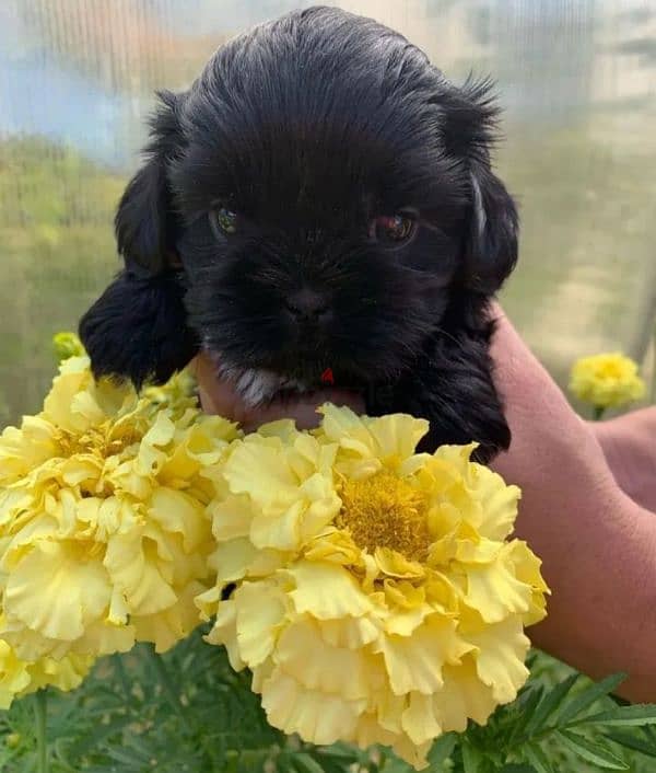 shih tzu puppy boy from Russia 0