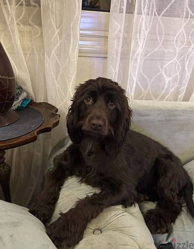 brown cocker spaniel