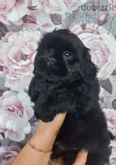 shih tzu boy from Russia