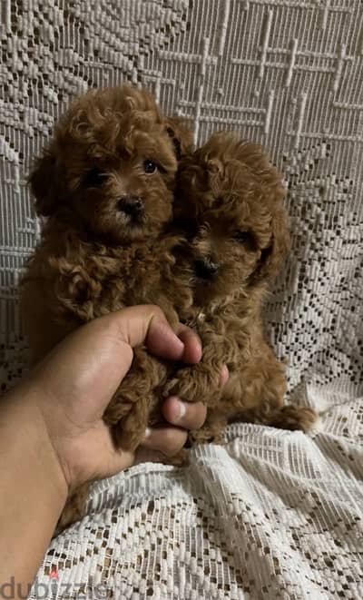 toy poodle