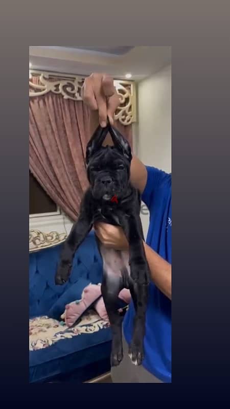 Cane corso puppies - كين كورسو 0