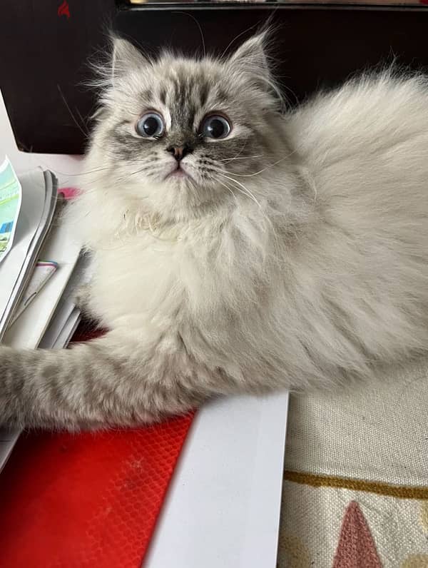 Himalayan Cat 0