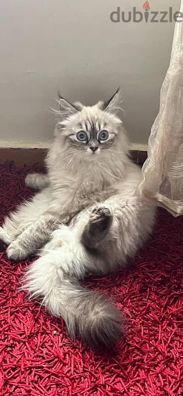 Himalayan Cat 1