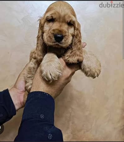 puppy Spanish cocker